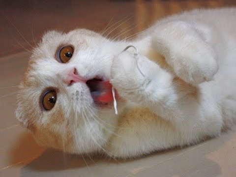Best Cat Vines – The Best Cat Vine Compilation (25 MINUTES)