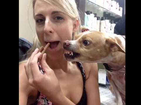 Best Pet Vines of 2013 – Amazing Collection of This Years Dog, Cat and Animal Vines! (60 MINUTES)